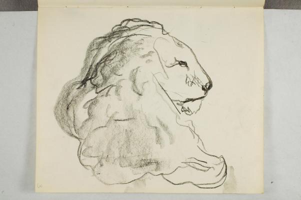 Head of a Lion in Profile