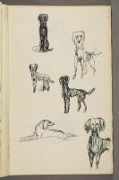 Seks skisser av en hund