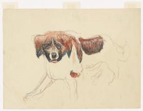 St. Bernhardshund