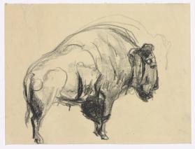 Bison